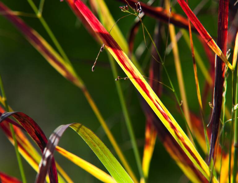 Panicum virgatum 'Sangria'